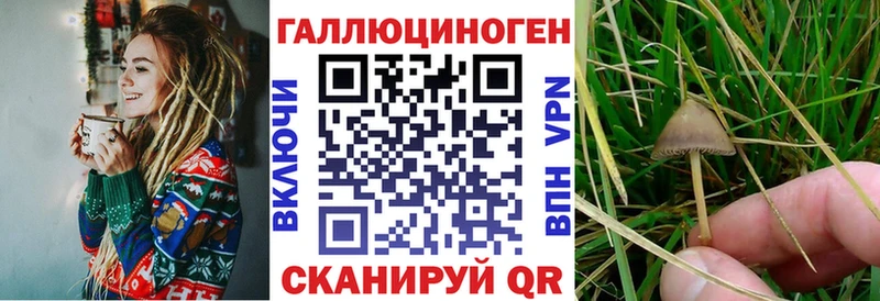 Псилоцибиновые грибы Cubensis Горно-Алтайск