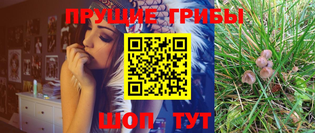 Псилоцибиновые грибы мицелий Горно-Алтайск